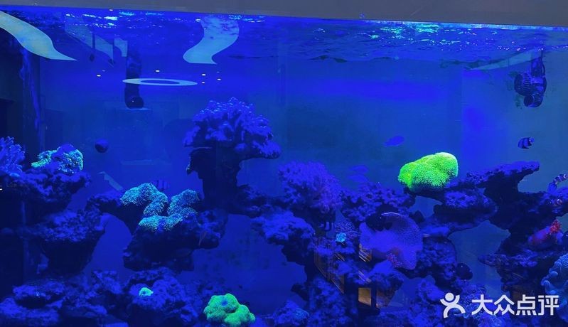 白云水族店【廣州市白云區(qū)主要水族店綜合信息】