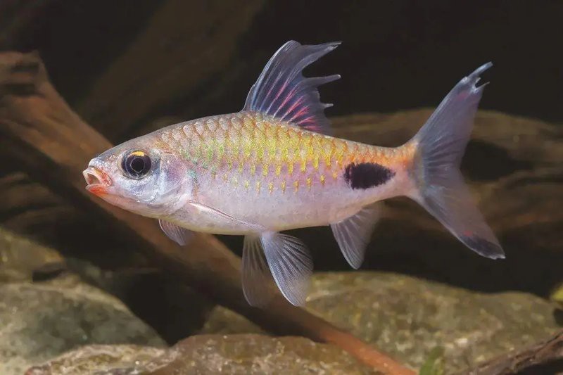 防止魚打架最有效方法【觀賞魚為什么要打架，我們該怎么制約缸霸養(yǎng)魚老道】