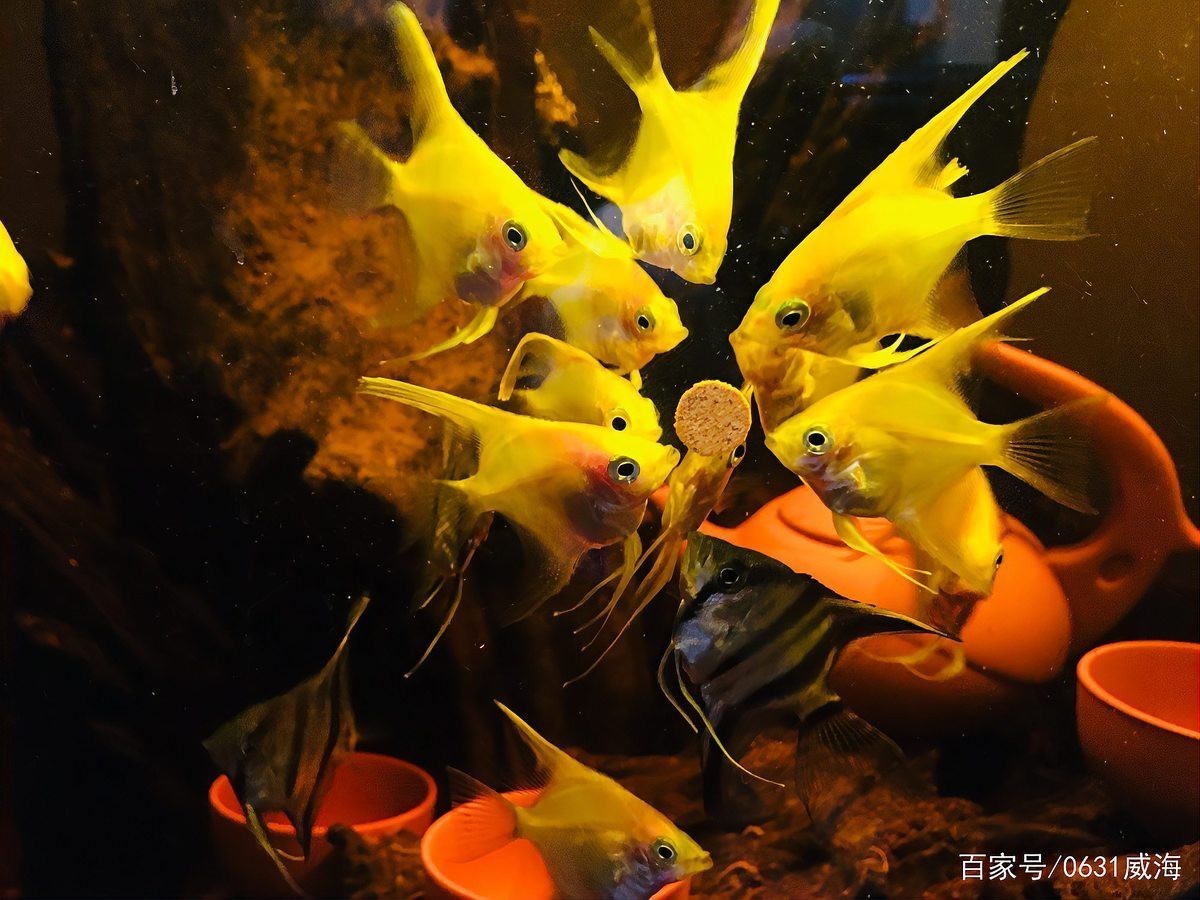 防止魚打架最有效方法【觀賞魚為什么要打架，我們該怎么制約缸霸養(yǎng)魚老道】