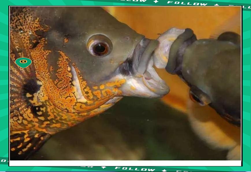 防止魚打架最有效方法【觀賞魚為什么要打架，我們該怎么制約缸霸養(yǎng)魚老道】