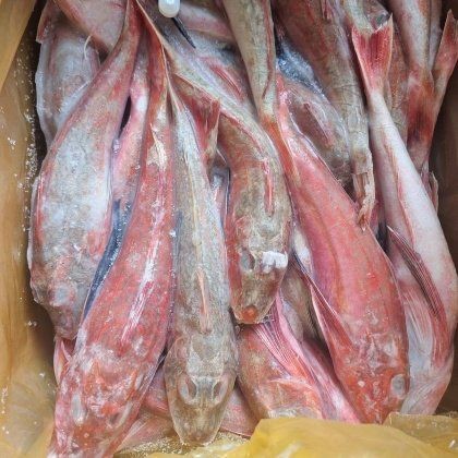 紅頭魚的價(jià)格【山東臨沂紅頭魚產(chǎn)地貨源批發(fā)價(jià)格行情】