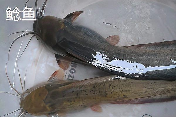 鮰魚有幾種顏色【鮰魚和鯰魚有什么區(qū)別】