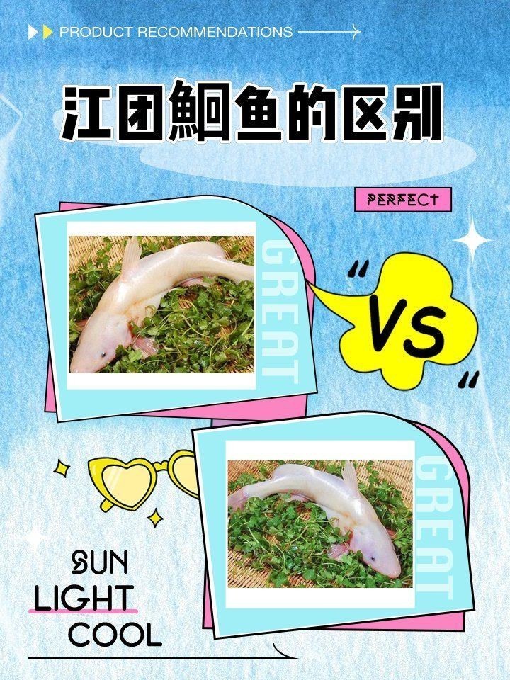 鮰魚有幾種顏色【鮰魚和鯰魚有什么區(qū)別】
