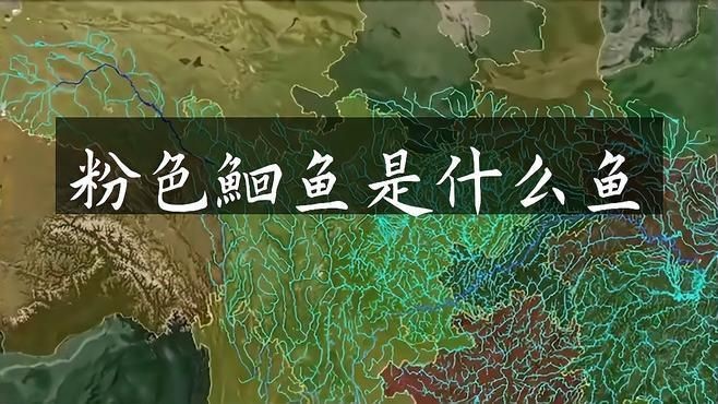 鮰魚有幾種顏色【鮰魚和鯰魚有什么區(qū)別】