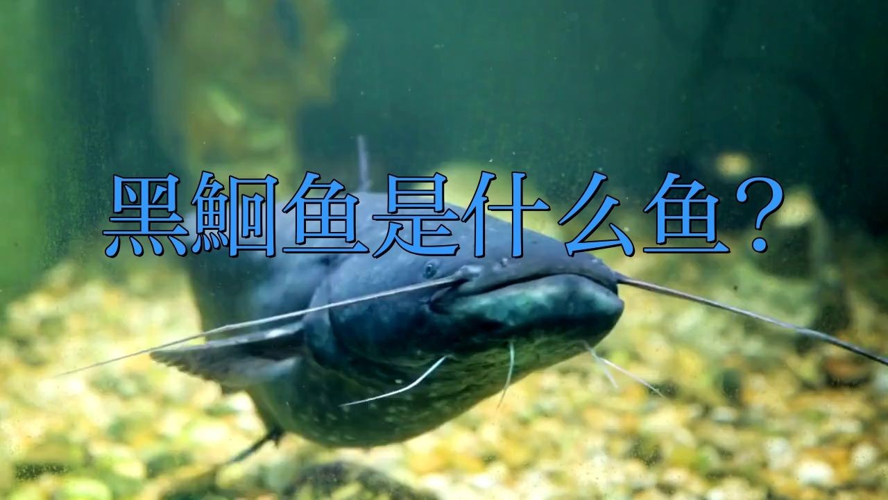 鮰魚有幾種顏色【鮰魚和鯰魚有什么區(qū)別】