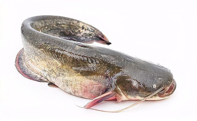 鮰魚有幾種顏色【鮰魚和鯰魚有什么區(qū)別】