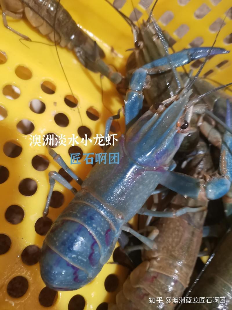 藍龍繁殖后多久可以再次繁殖？【關于藍龍（此處指澳洲淡水小龍蝦或藍曼龍魚等不同物種）的繁殖間隔時間】