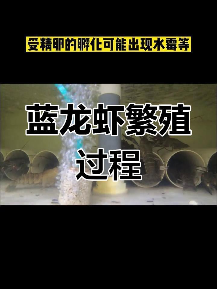 藍龍繁殖后多久可以再次繁殖？【關于藍龍（此處指澳洲淡水小龍蝦或藍曼龍魚等不同物種）的繁殖間隔時間】