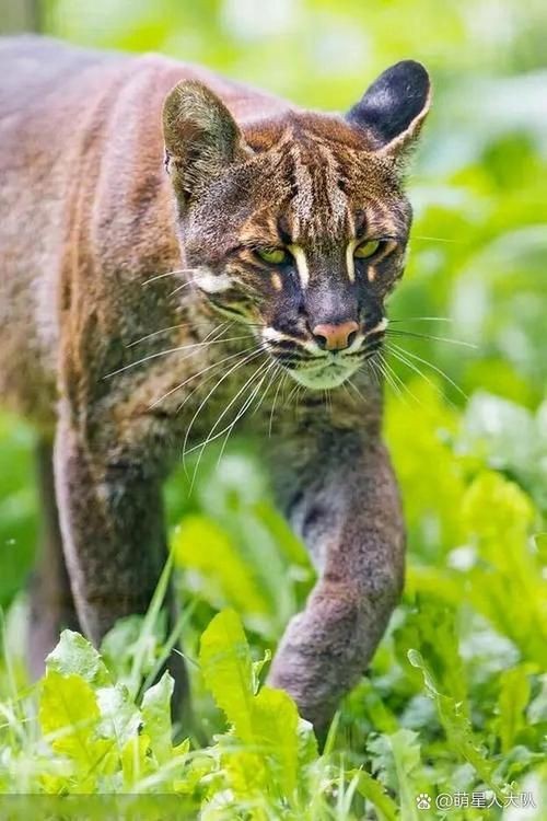 金貓圖片大全大圖【動物科普：國家二級保護動物——金貓】 金貓圖片大全大圖【動物科普：國家二級保護動物——金貓】 龍魚百科 第3張