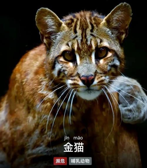 金貓圖片大全大圖【動物科普：國家二級保護動物——金貓】 金貓圖片大全大圖【動物科普：國家二級保護動物——金貓】 龍魚百科 第2張