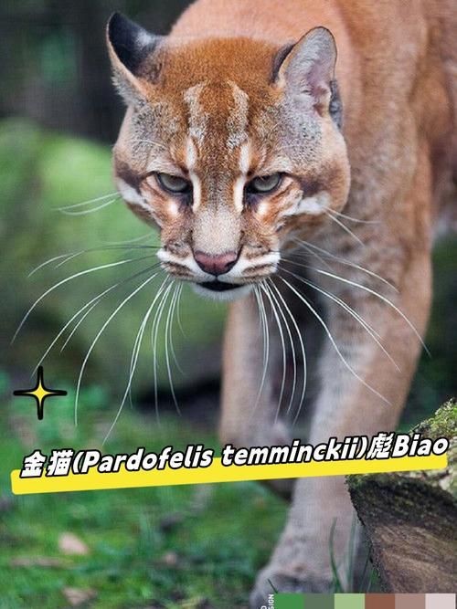 金貓圖片大全大圖【動物科普：國家二級保護動物——金貓】 金貓圖片大全大圖【動物科普：國家二級保護動物——金貓】 龍魚百科 第5張