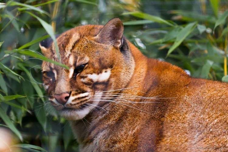 金貓圖片大全大圖【動物科普：國家二級保護動物——金貓】 金貓圖片大全大圖【動物科普：國家二級保護動物——金貓】 龍魚百科 第10張