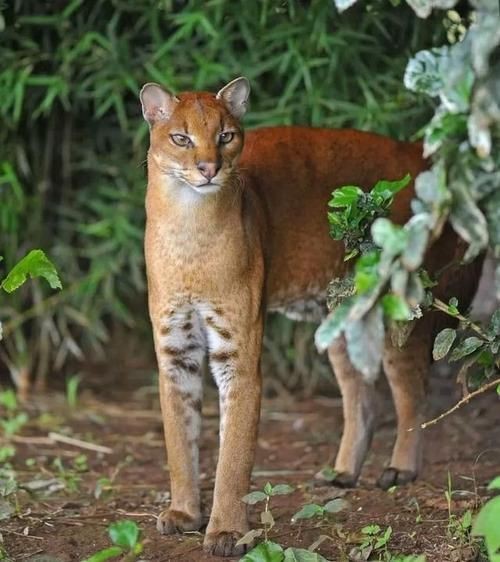 金貓圖片大全大圖【動物科普：國家二級保護動物——金貓】 金貓圖片大全大圖【動物科普：國家二級保護動物——金貓】 龍魚百科 第13張