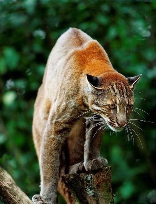 金貓圖片大全大圖【動物科普：國家二級保護動物——金貓】 金貓圖片大全大圖【動物科普：國家二級保護動物——金貓】 龍魚百科 第16張
