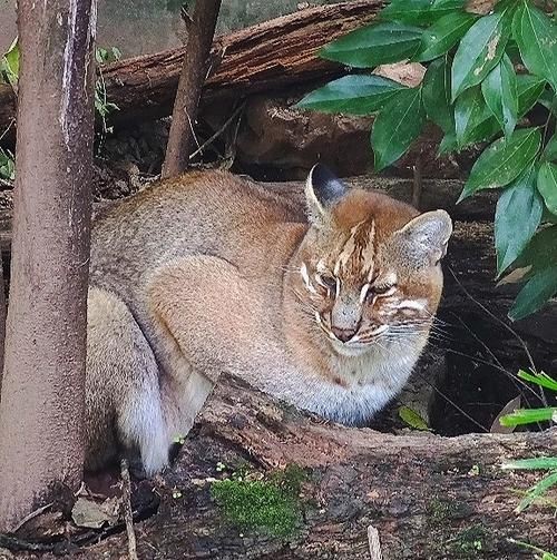 金貓圖片大全大圖【動物科普：國家二級保護動物——金貓】 金貓圖片大全大圖【動物科普：國家二級保護動物——金貓】 龍魚百科 第20張