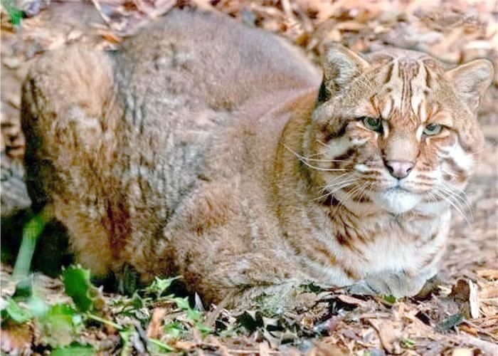 金貓圖片大全大圖【動物科普：國家二級保護動物——金貓】 金貓圖片大全大圖【動物科普：國家二級保護動物——金貓】 龍魚百科 第24張