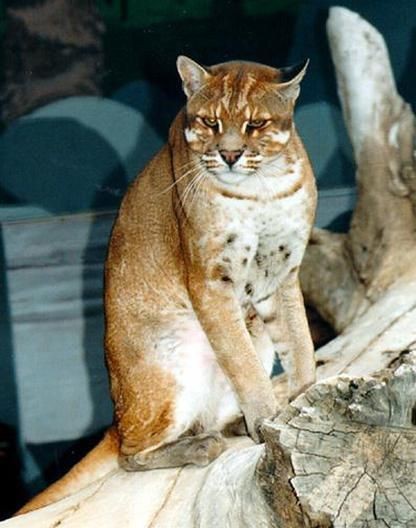 金貓圖片大全大圖【動物科普：國家二級保護動物——金貓】 金貓圖片大全大圖【動物科普：國家二級保護動物——金貓】 龍魚百科 第22張