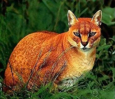 金貓圖片大全大圖【動物科普：國家二級保護動物——金貓】 金貓圖片大全大圖【動物科普：國家二級保護動物——金貓】 龍魚百科 第27張