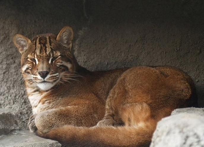 金貓圖片大全大圖【動物科普：國家二級保護動物——金貓】 金貓圖片大全大圖【動物科普：國家二級保護動物——金貓】 龍魚百科 第33張