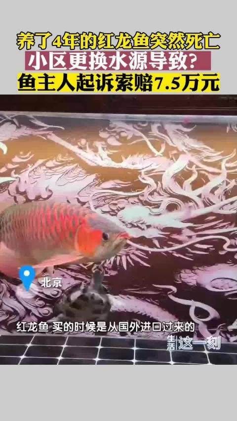 紅龍魚不知道為啥死了