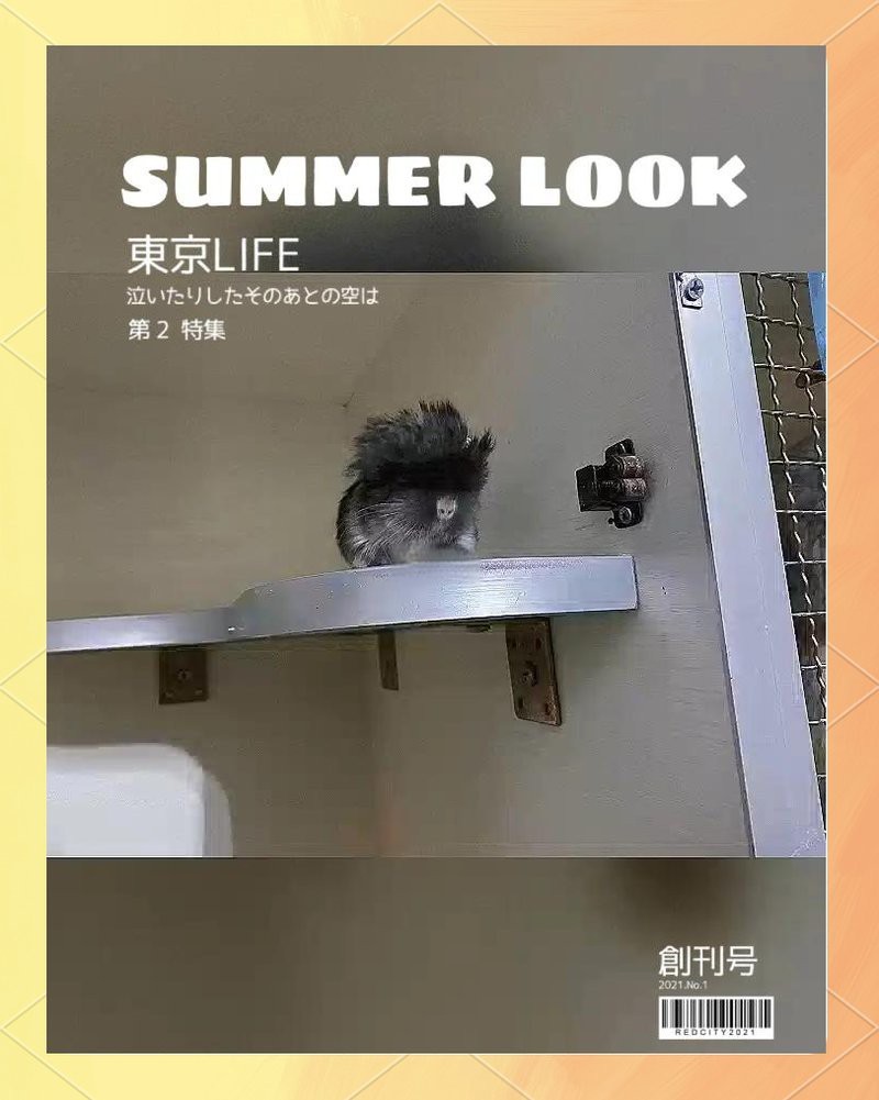 龍貓合籠失敗后需要多久再試？【龍貓合籠失敗后再次嘗試的時間需根據具體情況調整】