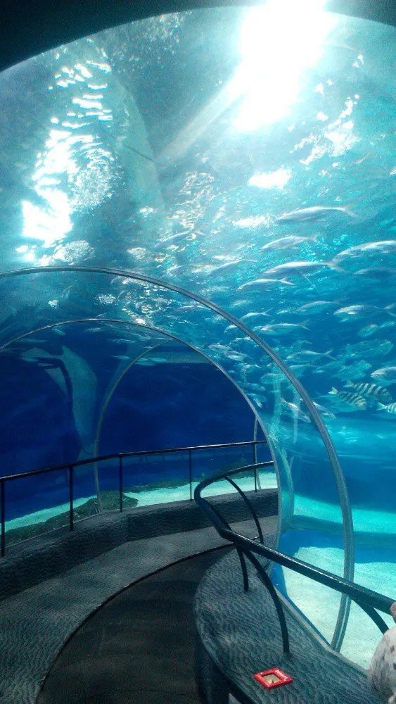 金山屯水族店【金山屯水族館有哪些特色展區】