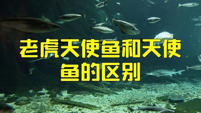 老虎天使魚和天使魚哪個更漂亮【老虎天使魚和天使魚在外觀上各有特色】