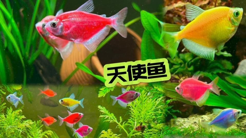 老虎天使魚和天使魚哪個更漂亮【老虎天使魚和天使魚在外觀上各有特色】