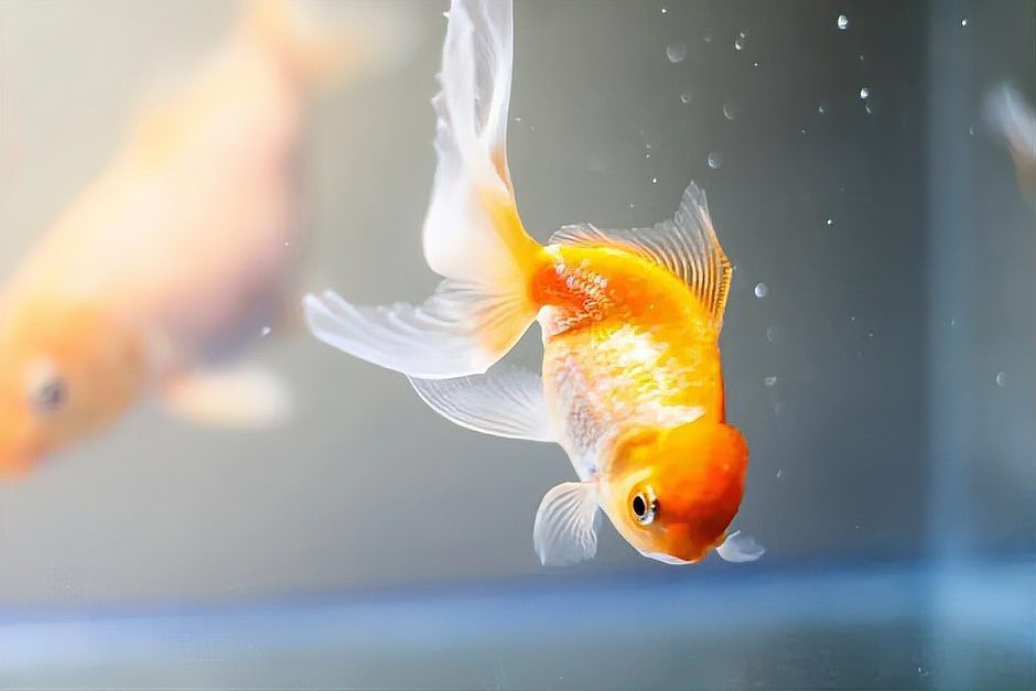 龍魚眼睛凸出白色像痰一樣的是什么【龍魚眼睛凸出白色分泌物】