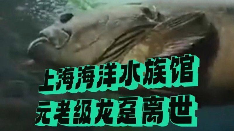 龍躉魚是石斑魚嗎【上觀,海洋科普丨石斑魚中的巨無霸——龍躉】
