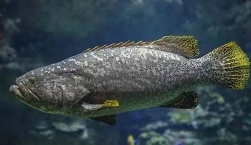 龍躉魚是石斑魚嗎【上觀,海洋科普丨石斑魚中的巨無霸——龍躉】