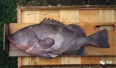 龍躉魚是石斑魚嗎【上觀,海洋科普丨石斑魚中的巨無霸——龍躉】
