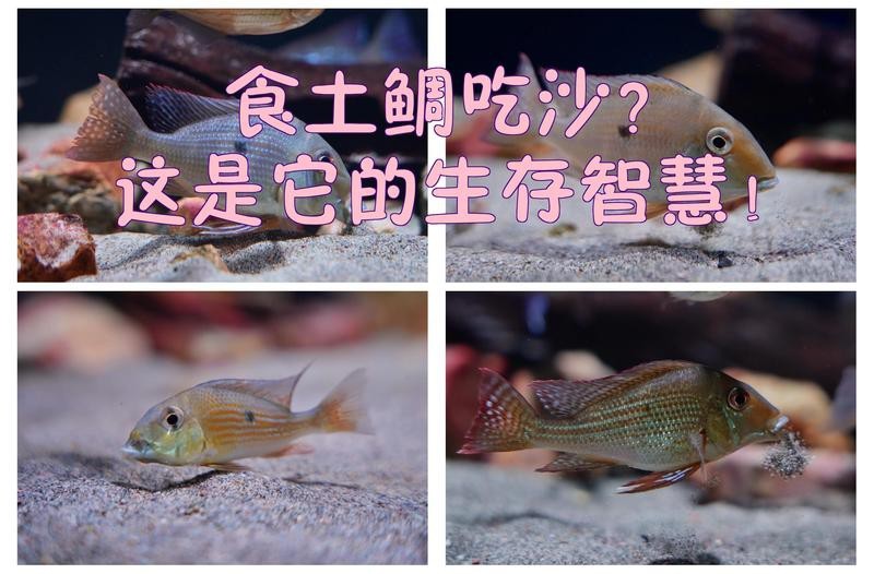 食土鯛最建議買的品種【食土鯛的選購指南】
