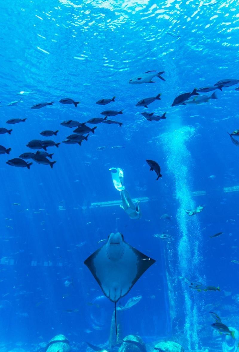 西盟水族店【西盟縣有哪些知名的水族店】