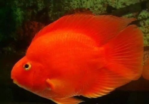 金剛鸚鵡魚與財神鸚鵡的區(qū)別【財神鸚鵡魚和金剛鸚鵡魚的區(qū)別】