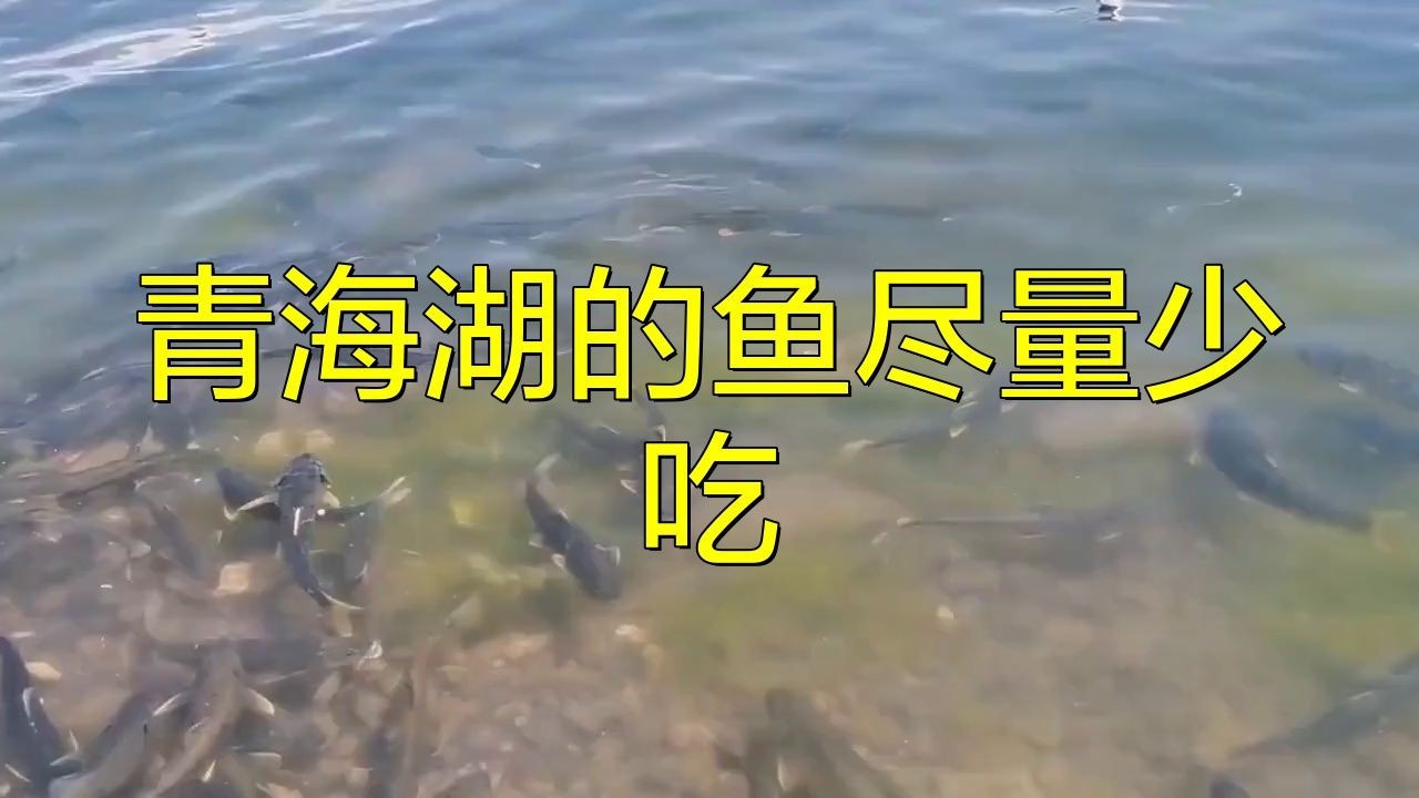 裸鯉魚為何不建議吃【四川裸鯉魚為何被禁止吃全球視野】