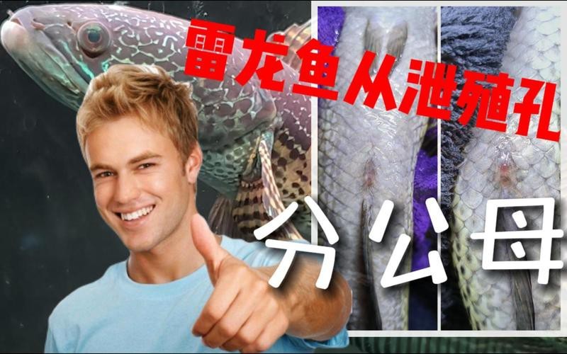 如何區(qū)分雷龍魚(yú)的公母？【《區(qū)分雷龍魚(yú)公母:黃金眼鏡蛇篇》嗶哩嗶哩嗶哩嗶哩嗶哩嗶哩嗶哩】
