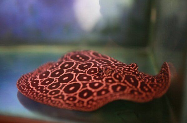 魟魚黑金一對多少元【魟魚黑金值得養嗎】