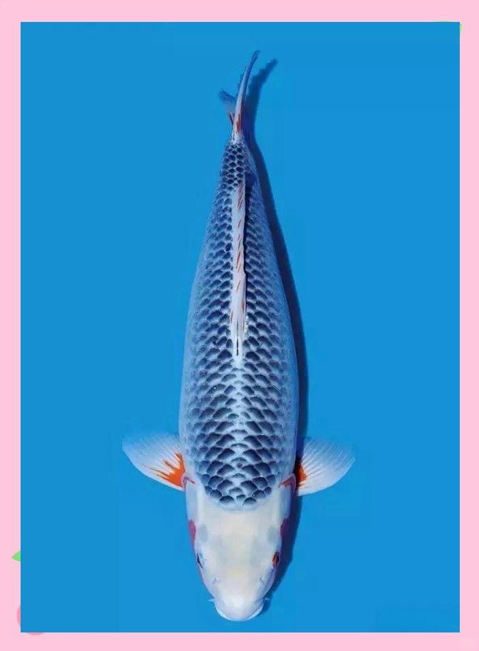 錦鯉蒙眼最好最快的辦法【錦鯉蒙眼病如何治療】