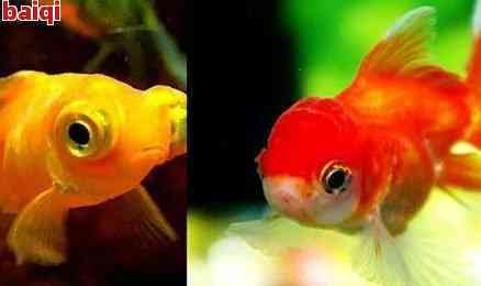 魚嘴朝向風水【都江堰“魚嘴”分水工程揭秘魚嘴朝向的風水意義與應用】