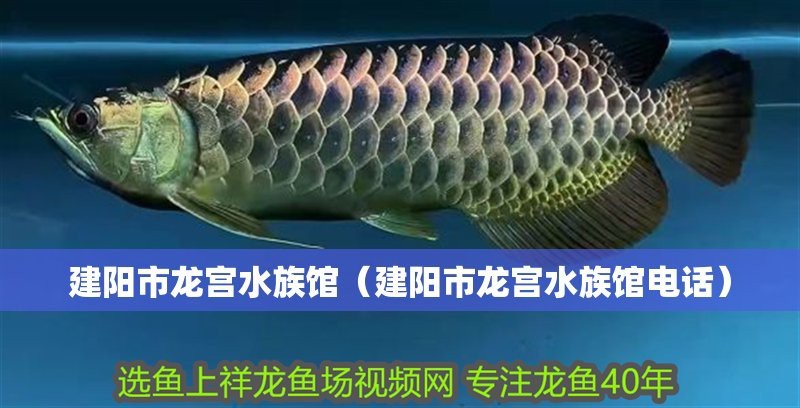 建陽龍魚店【建陽區(qū)潭城街道人民路的龍宮水族館有哪些龍魚品種】