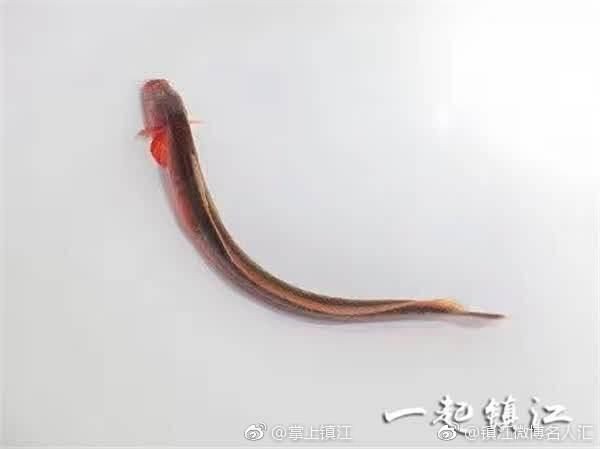 紅狼牙鰕虎魚有毒嗎【關于紅狼牙鰕虎魚是否含有毒素的問題，網友：咬人有毒】