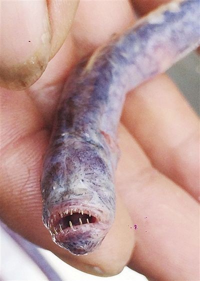 紅狼牙鰕虎魚有毒嗎【關于紅狼牙鰕虎魚是否含有毒素的問題，網友：咬人有毒】