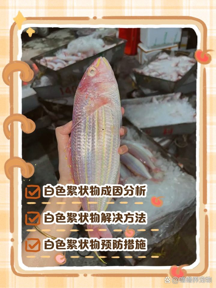 龍魚背上有白色絮狀物【龍魚水霉病的防治與養護指南】