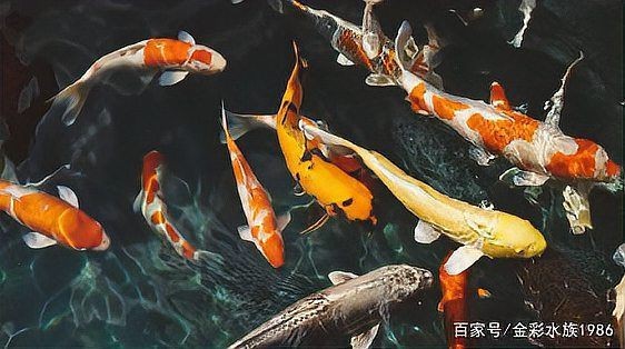 錦鯉一般什么人壓不住【關于錦鯉養殖的適宜人群與禁忌群體】
