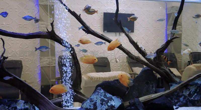 深圳魚缸價格對比【深圳魚缸價格全景解析】