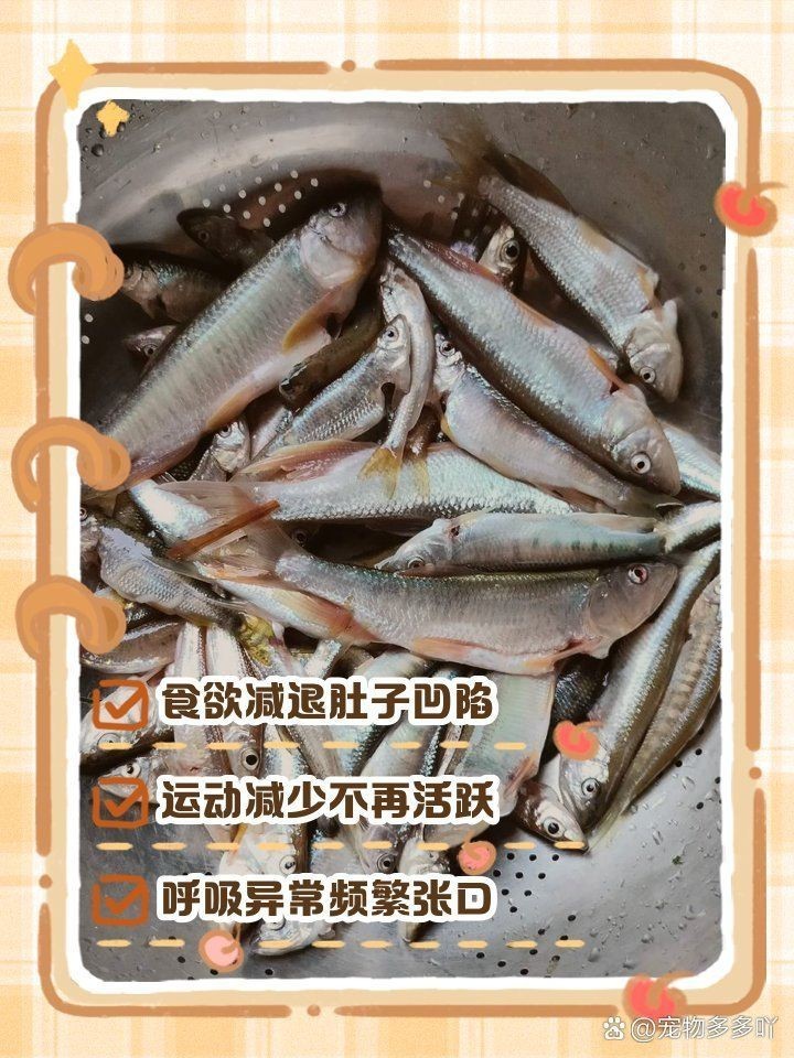 金魚死亡前的征兆【關于金魚死亡前征兆的詳細分析】