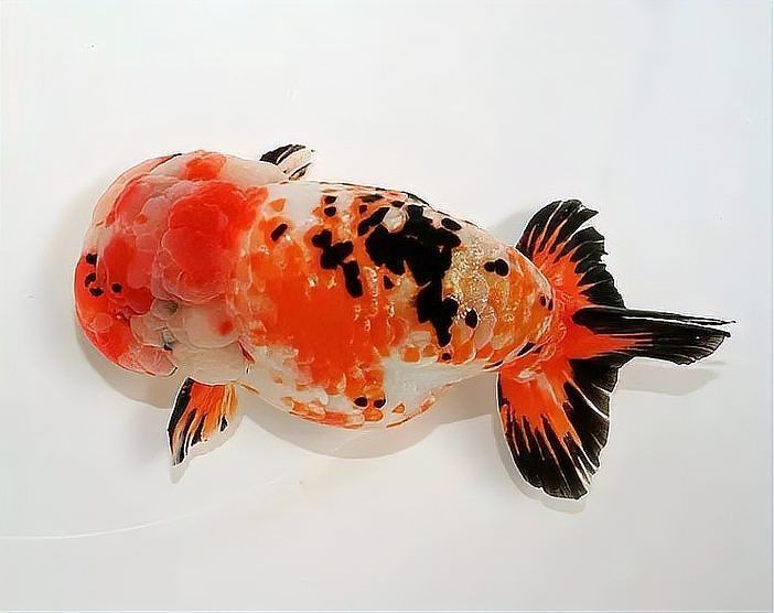 金魚死亡前的征兆【關于金魚死亡前征兆的詳細分析】