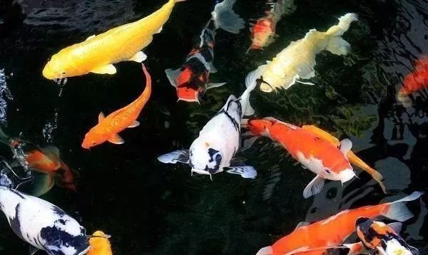 十大最旺財的錦鯉圖片【水中財神\