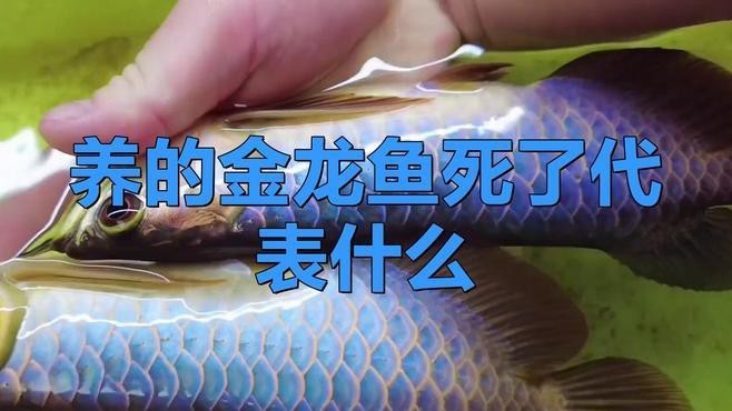 金龍魚死亡后如何處理？【養的金龍魚死了代表什么】
